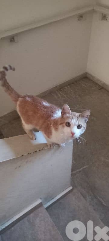 Adorable stray kitten for ADOPTIOn 1