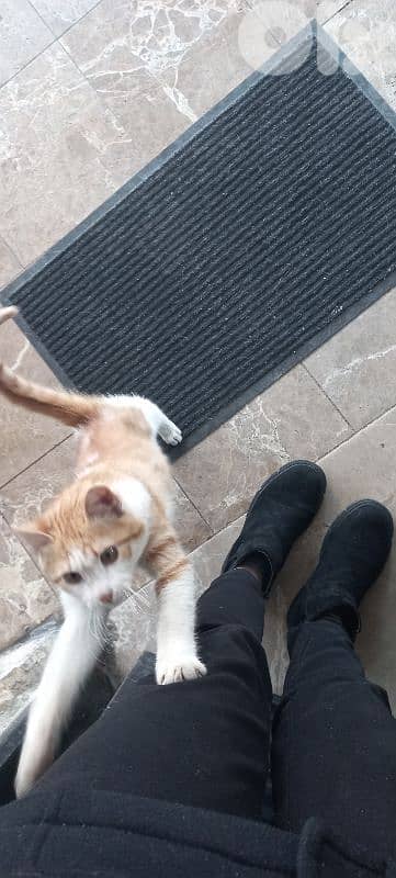 Adorable stray kitten for ADOPTIOn 2