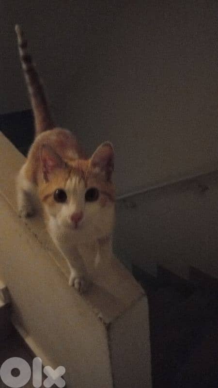 Adorable stray kitten for ADOPTIOn 3