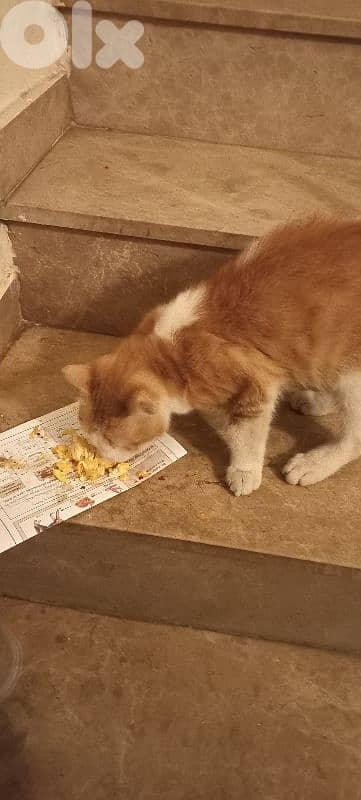 Adorable stray kitten for ADOPTIOn 4