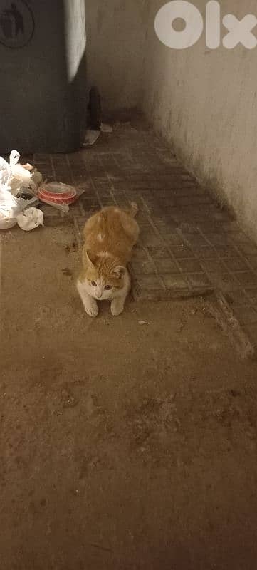 Adorable stray kitten for ADOPTIOn 5