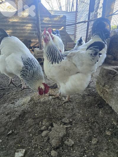 بيض  سوسكس XL