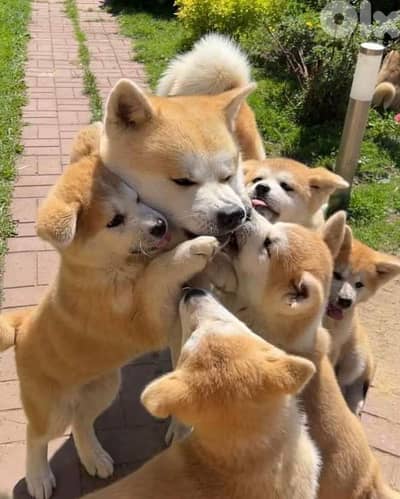 Stunning Japanese Akita Puppies |Available In Store|Delivery|Imported