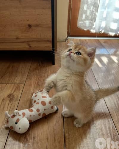 Golden Chinchilla British Shorthair Kittens – Rare & Stunning!!