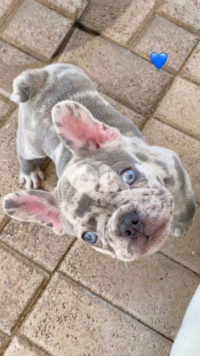 Beautifull French Bulldog Available /Imported/ High Quality
