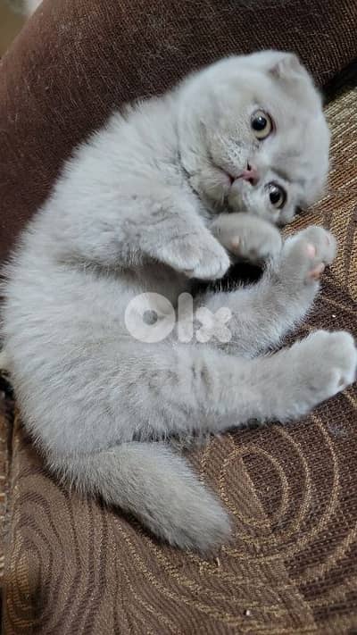 pure Scottish fold lilac kitten