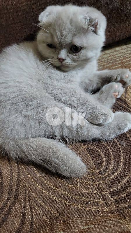 pure Scottish fold lilac kitten 1