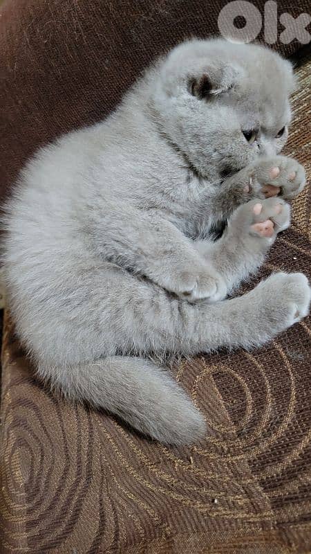 pure Scottish fold lilac kitten 2