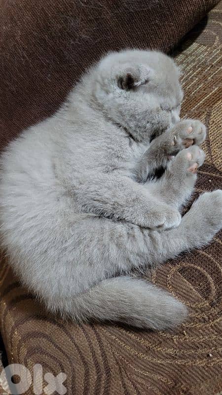 pure Scottish fold lilac kitten 3