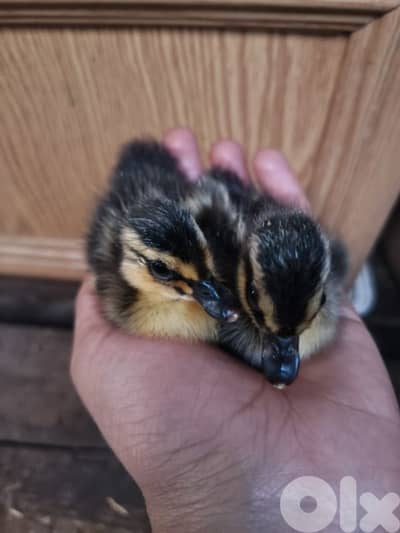 كتاكيت البط