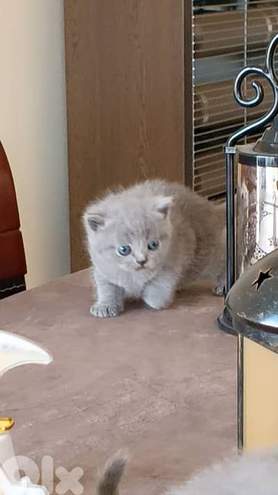 Beautiful Scottish Fold Kittens