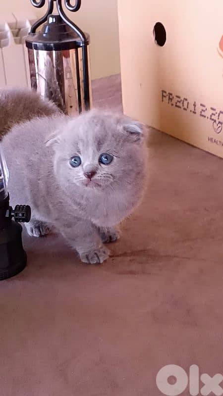 Beautiful Scottish Fold Kittens 1