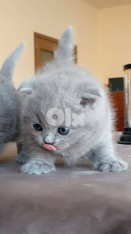 Beautiful Scottish Fold Kittens 2