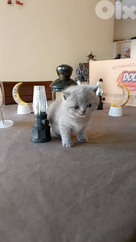 Beautiful Scottish Fold Kittens 3