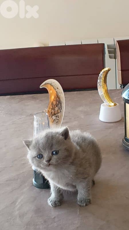Beautiful Scottish Fold Kittens 4