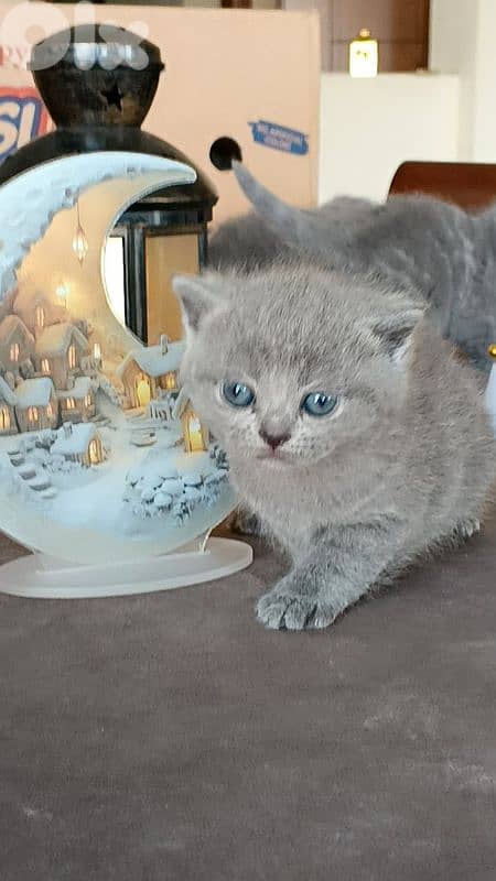 Beautiful Scottish Fold Kittens 5