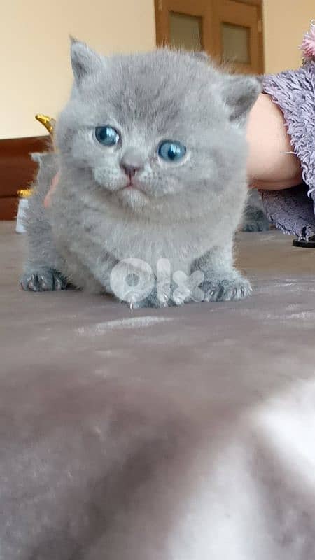 Beautiful Scottish Fold Kittens 6