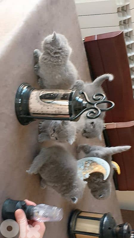 Beautiful Scottish Fold Kittens 7