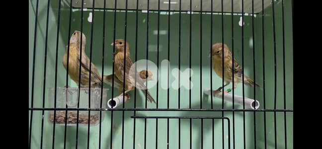 فراخ ٢٠٢٦ عمر ٣ شهور . اغات فريزيه نورد ،