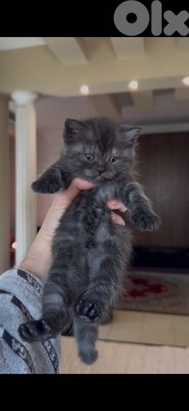 kittens for sale 2