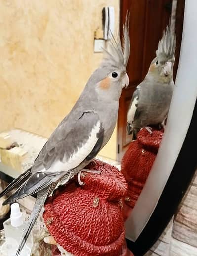 كروان تزئبم ايد