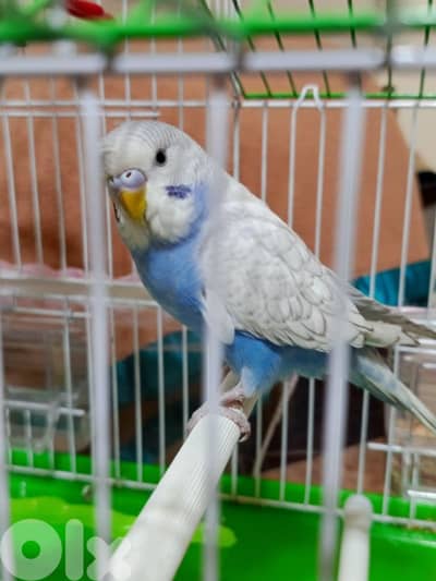 بادجي لون مميز