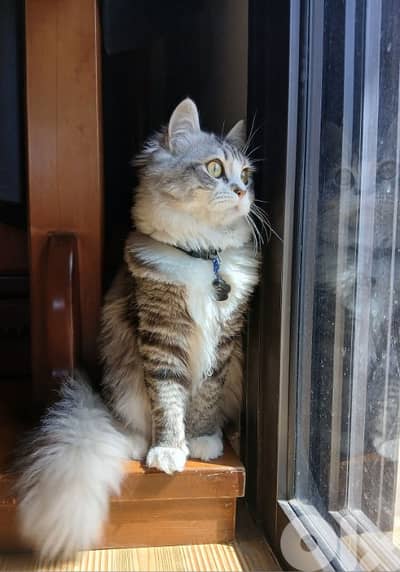 persion mix high quality silver tabby and white