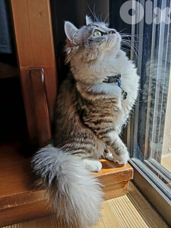 persion mix high quality silver tabby and white 1