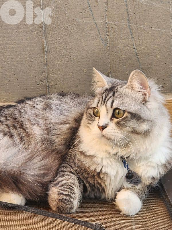 persion mix high quality silver tabby and white 2