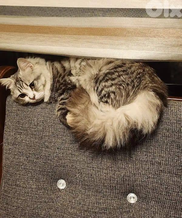 persion mix high quality silver tabby and white 3