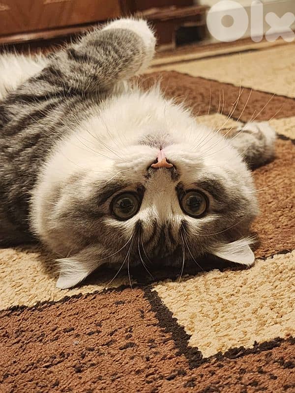 persion mix high quality silver tabby and white 4