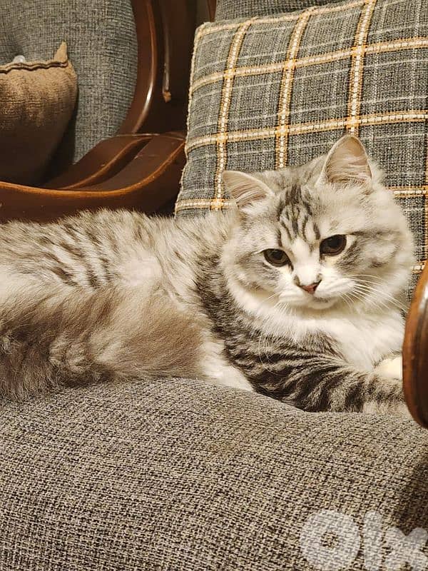 persion mix high quality silver tabby and white 5