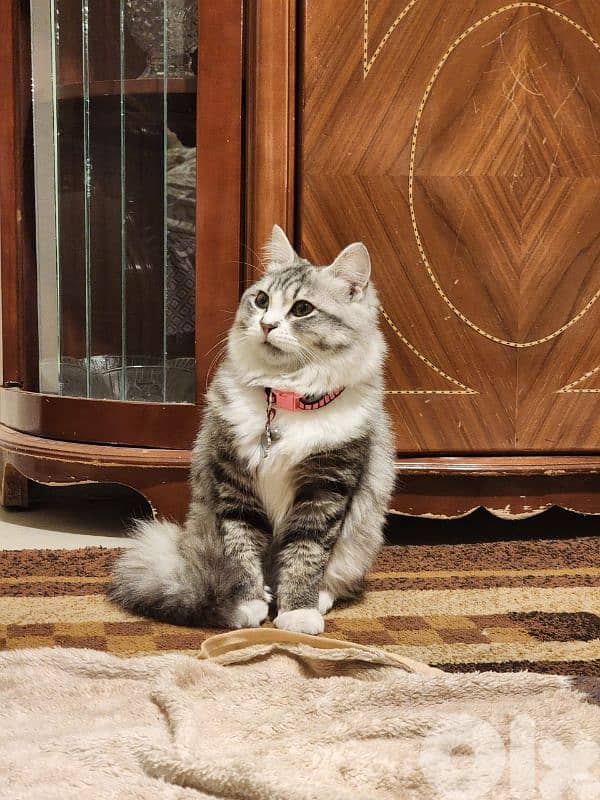 persion mix high quality silver tabby and white 6