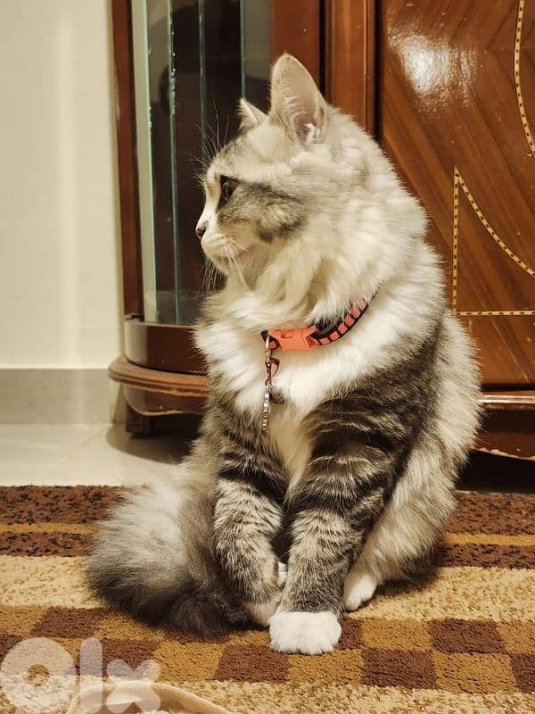 persion mix high quality silver tabby and white 7