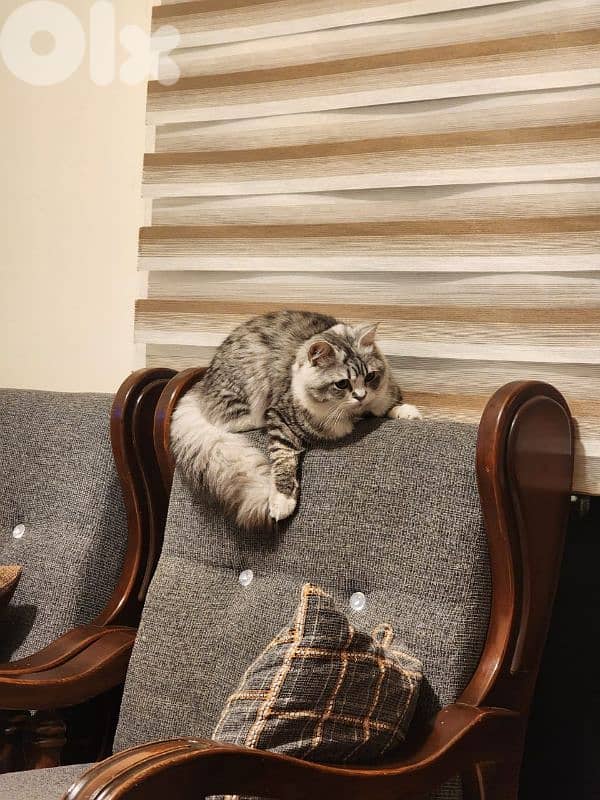 persion mix high quality silver tabby and white 8