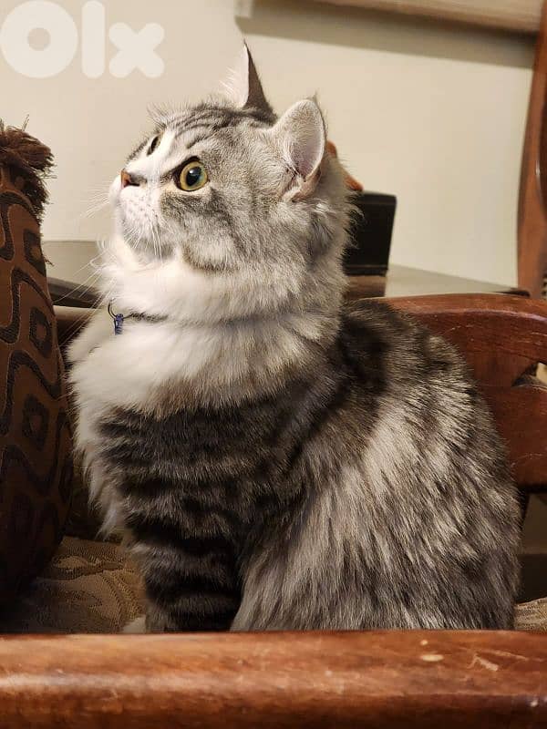 persion mix high quality silver tabby and white 9