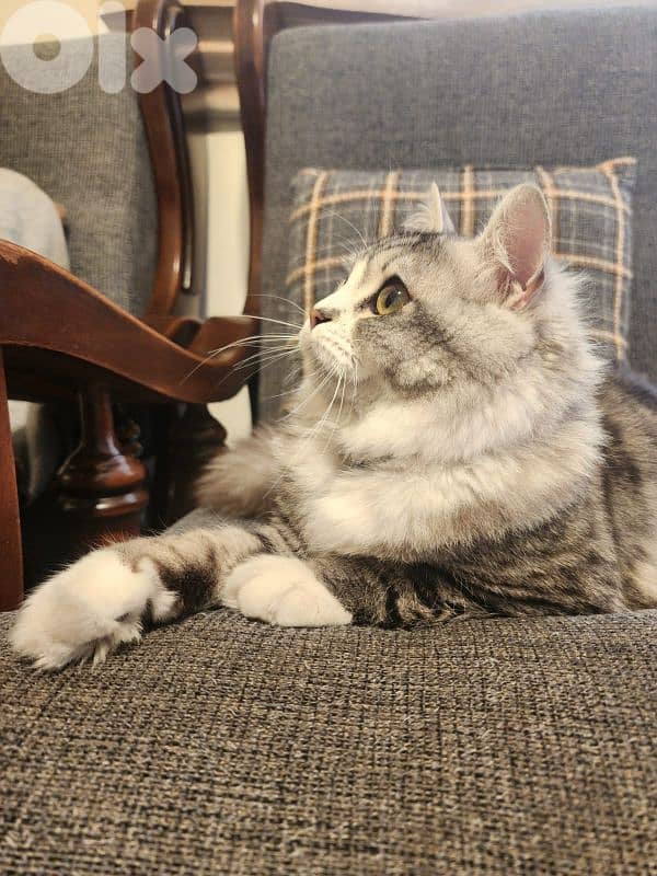 persion mix high quality silver tabby and white 10