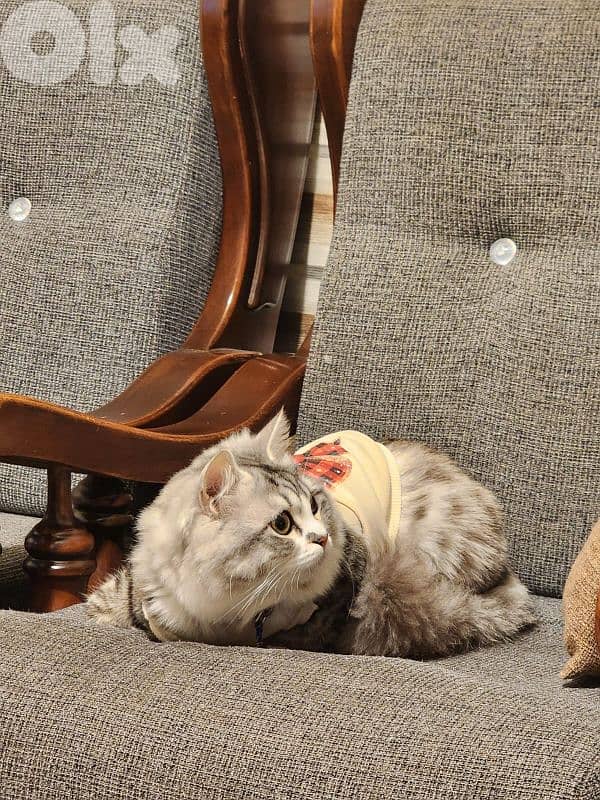 persion mix high quality silver tabby and white 11