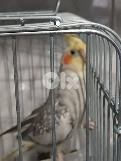 طاءر كوكتيل السعر:٤٠ دولار ٠٣٠٧٥٦٢٢