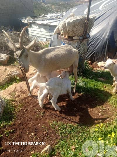 معزي سويسري