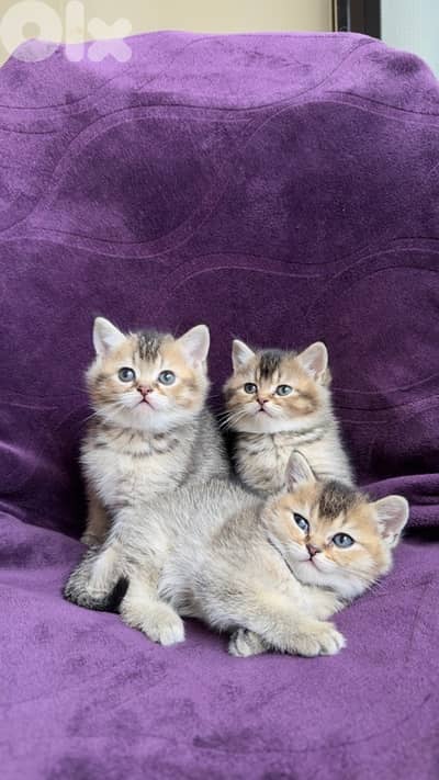 British Golden Chinchillas