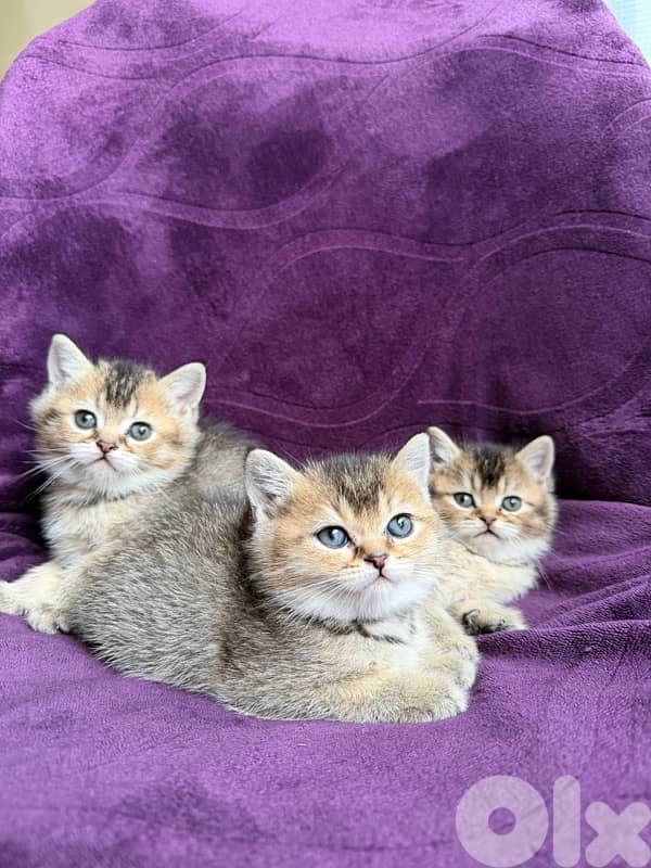 British Golden Chinchillas 1