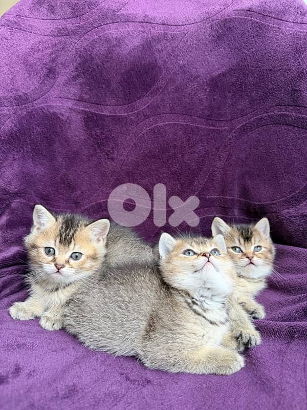 British Golden Chinchillas 2