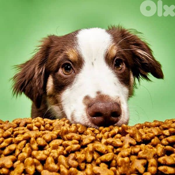 dog food 20kg 1