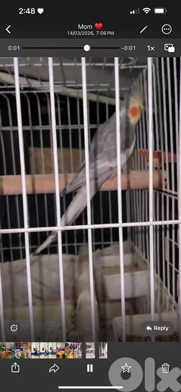 Cockatiel كروان