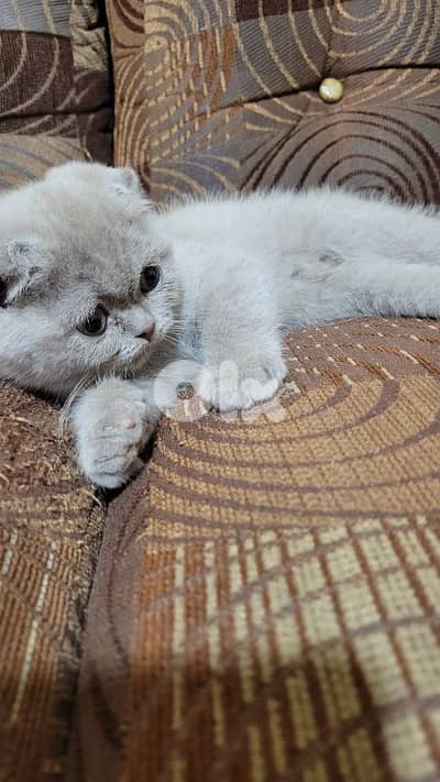 purest Scottish fold lilac kitten HIGHEST QUALITY
