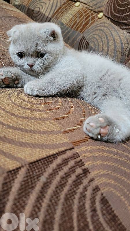 purest Scottish fold lilac kitten HIGHEST QUALITY 1