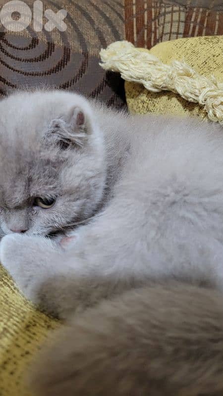 purest Scottish fold lilac kitten HIGHEST QUALITY 2