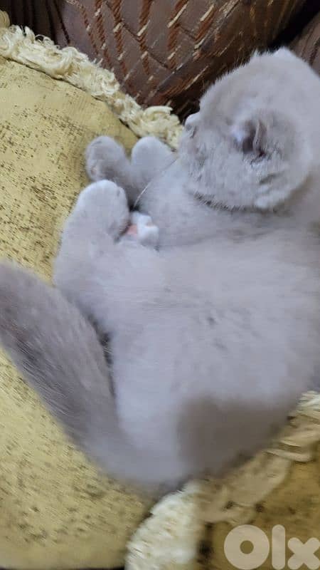 purest Scottish fold lilac kitten HIGHEST QUALITY 3