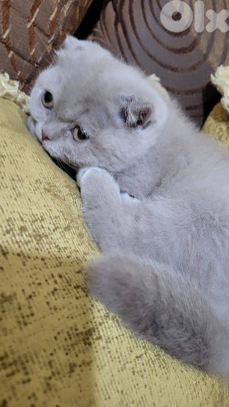 purest Scottish fold lilac kitten HIGHEST QUALITY 4